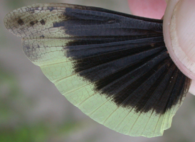 Carolina Grasshopper